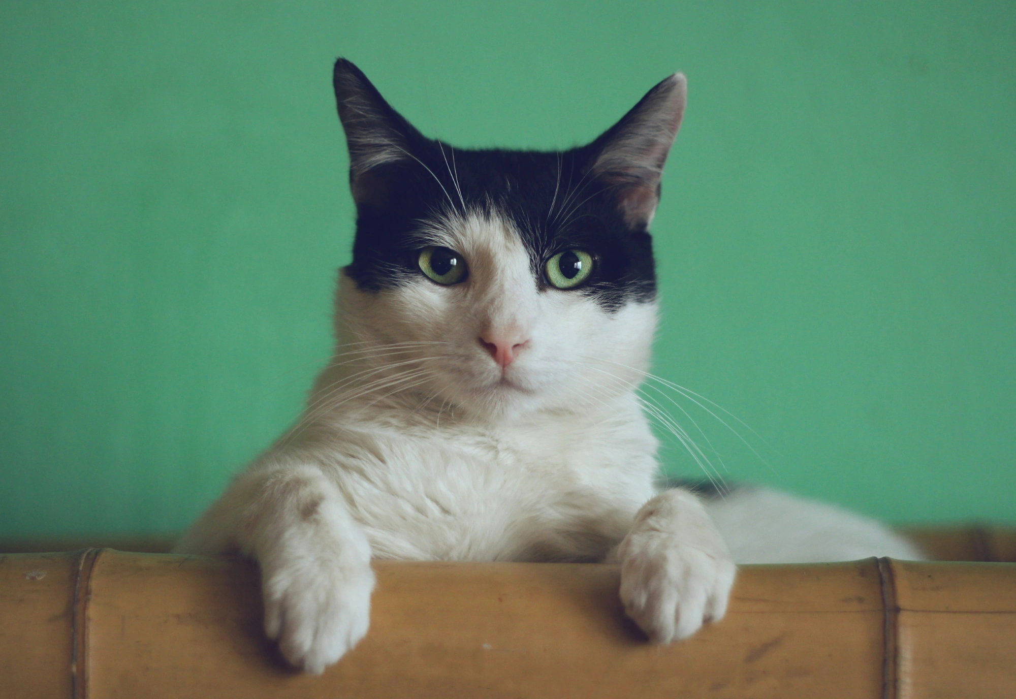 A black-and-white cat lies on top of a bamboo stalk